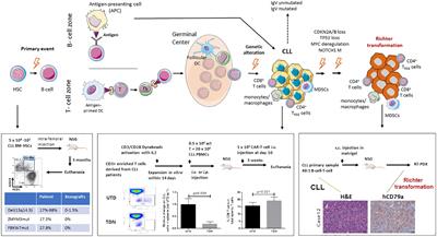 Mouse models of chronic lymphocytic leukemia and Richter transformation: what we have learnt and what we are missing